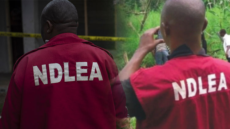 NDLEA Arrests 147 Men, 34 Women, Recovers Three Pistols In Ogun