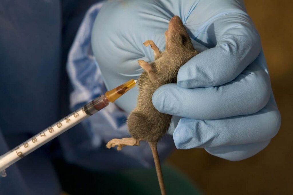 Lassa Fever Cases Increased In Week 51 Of 2023 – NCDC