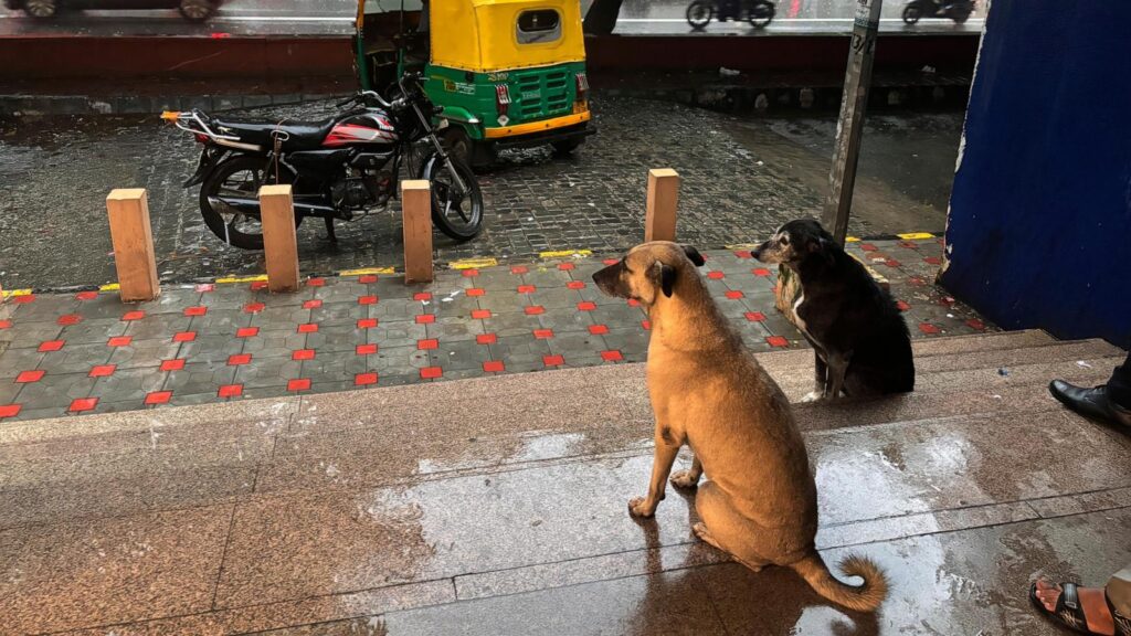 Rabies Surge India Orders Removal Of Stray Dogs from Streets