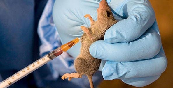 Benue State Gov't Shutdown hospital in Okpokwu LGA over lassa fever breakout