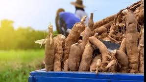 Reps Urge CBN to Provide Short-Term Loans for Cassava Farmers