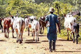 Insecurity: Cross River Cancels Cattle Movement Permit To Miyetti Allah