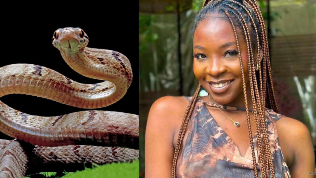 ACPN Push For Free Antivenom, Local Production To Curb Snakebite Deaths