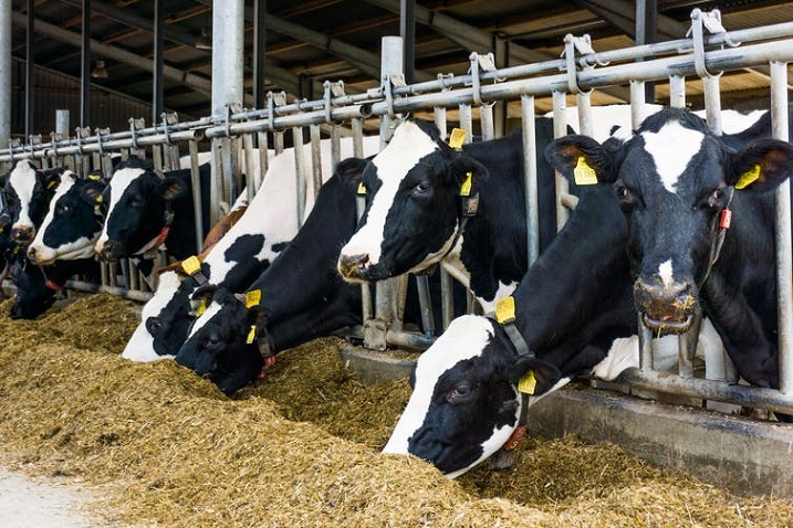 Ministry of Livestock Development in Oyo State trains 100 small scale diary farmers
