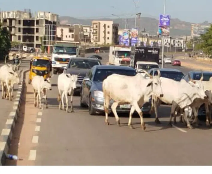 FG Moves To End Open Grazing, Identifies 470 Gazetted Reserves